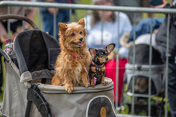 Scruffts @ Hylands Park 5th May 2024-079
