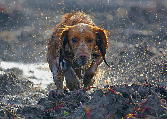 Gundog -107