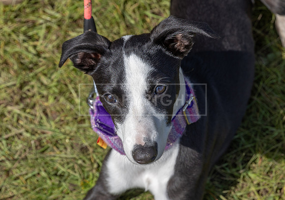 Scruffts @ Hylands Park 5th May 2024-052