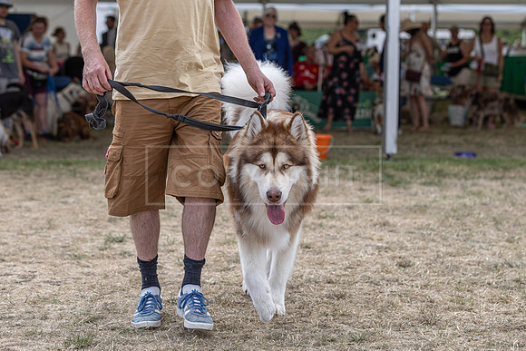Scruffts Heat @ Windsor 29th June 2025-23