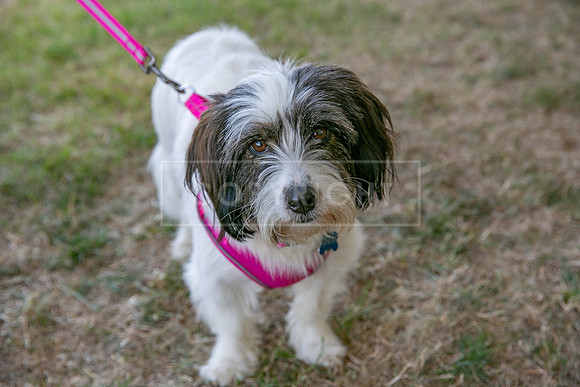 Scruffts Heat @ Windsor 29th June 2025-61