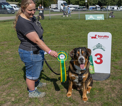 Scruffts Family Crossbreed of the Year competition, Detling, 15th Sept 2024-020