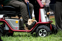 Open Spaniel-005