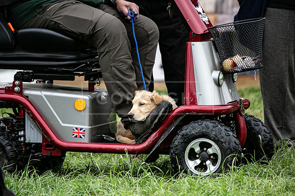 Open Spaniel-005