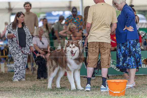 Scruffts Heat @ Windsor 29th June 2025-21