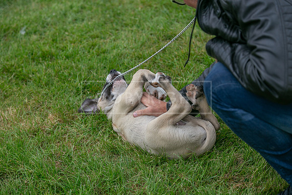 Scruffts Heat @ Shrewsbury 24th May 2025-28