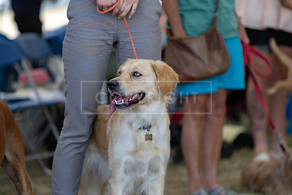 Scruffts Heat @ Windsor 29th June 2025-51