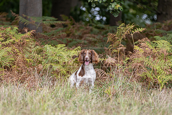 Sandringham Day 2 Sun 14th Sept 2025-197