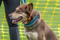 Scruffts heat @ Detling 21st September 2025-13