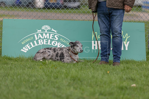 Scruffts heat @ Detling 21st September 2025-23