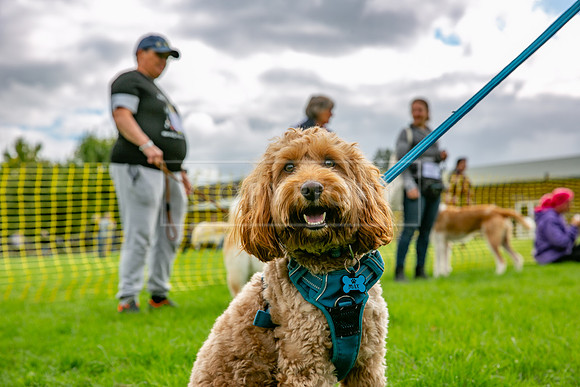 Scruffts heat @ Detling 21st September 2025-30