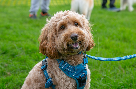 Scruffts heat @ Detling 21st September 2025-31