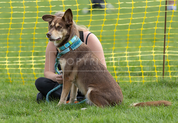 Scruffts heat @ Detling 21st September 2025-45