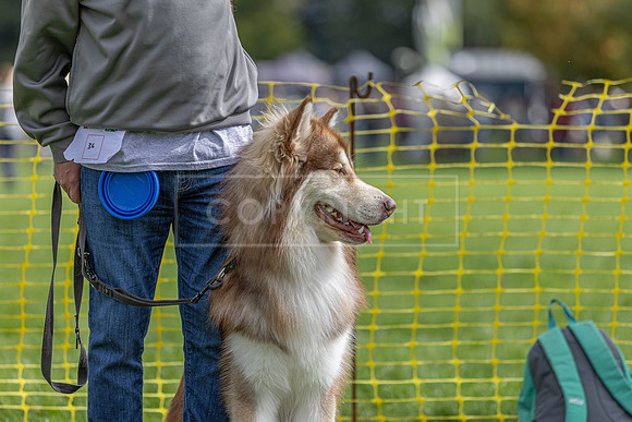 Scruffts heat @ Detling 21st September 2025-54