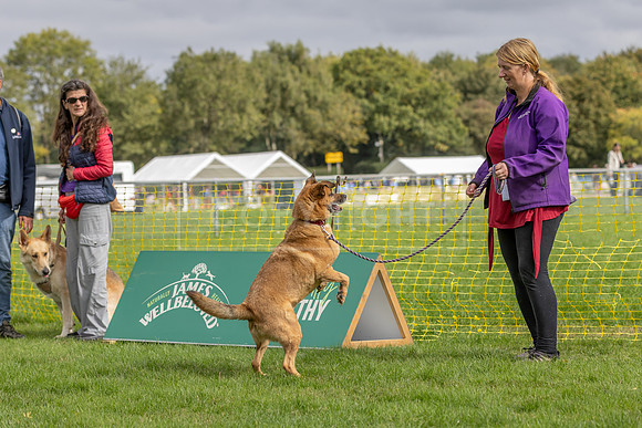Scruffts heat @ Detling 21st September 2025-53