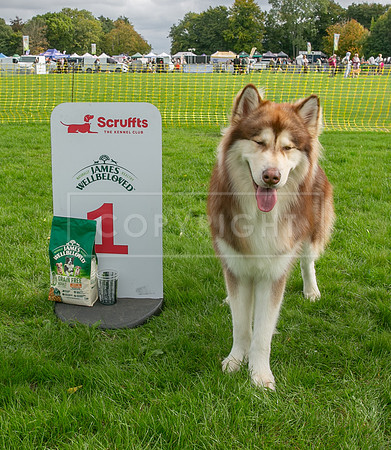 Scruffts heat @ Detling 21st September 2025-61