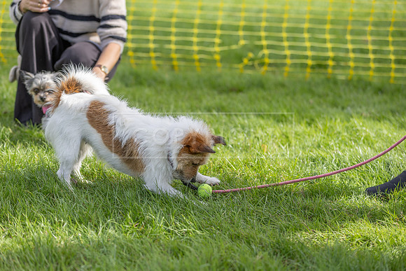 Scruffts heat @ Detling 21st September 2025-75
