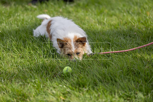 Scruffts heat @ Detling 21st September 2025-76