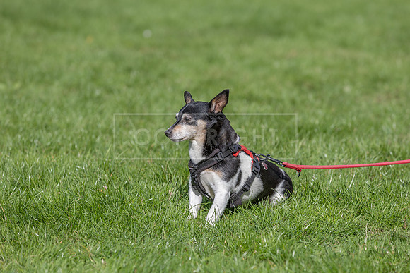 Scruffts heat @ Detling 21st September 2025-79