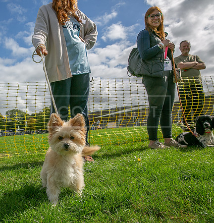 Scruffts heat @ Detling 21st September 2025-81