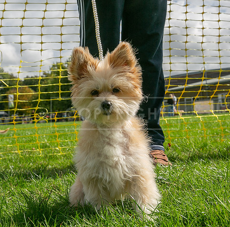 Scruffts heat @ Detling 21st September 2025-82