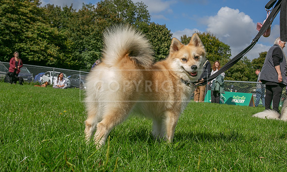 Scruffts heat @ Detling 21st September 2025-83