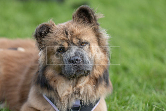 Scruffts heat @ Detling 21st September 2025-96