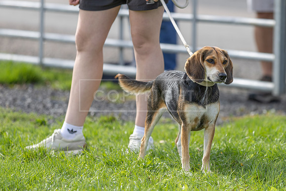 Scruffts heat @ Detling 21st September 2025-104