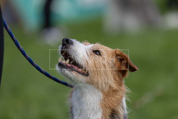 Scruffts heat @ Detling 21st September 2025-130