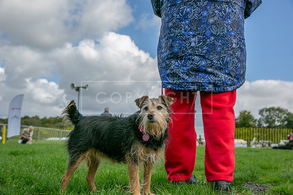Scruffts heat @ Detling 21st September 2025-132