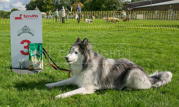 Scruffts heat @ Detling 21st September 2025-145