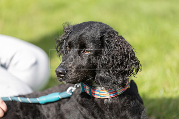 Scruffts heat @ Detling 21st September 2025-148