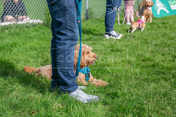 Scruffts heat @ Detling 21st September 2025-153