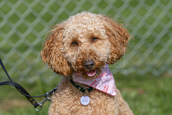 Scruffts heat @ Detling 21st September 2025-168