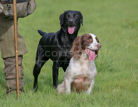 Gundogs-70