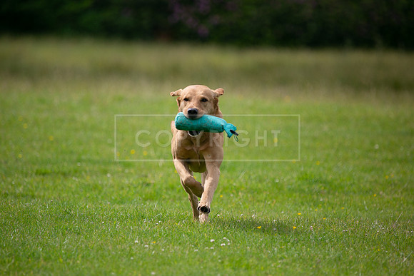Int Retriever Day 1 -084