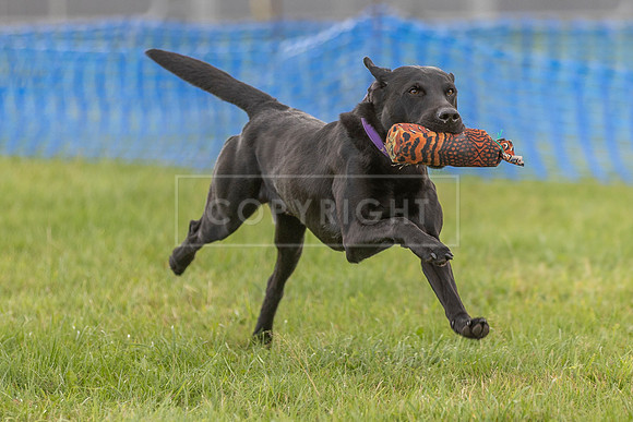 Osberton 5th October 2025-34