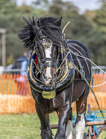 Osberton 5th October 2025-139