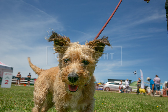 Scruffts heat @ Wadebridge 13th July 2025-83