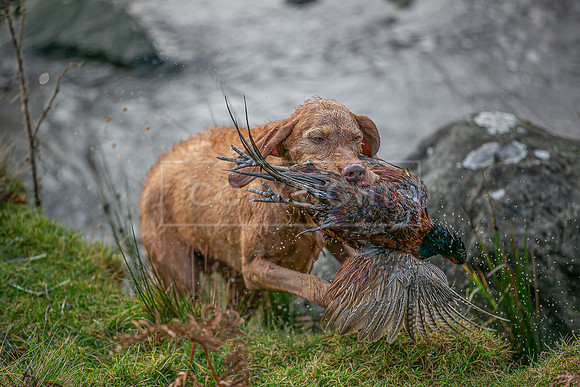 Gundogs-59