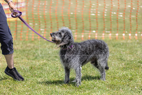 Scruffts heat @ Wadebridge 13th July 2025-104