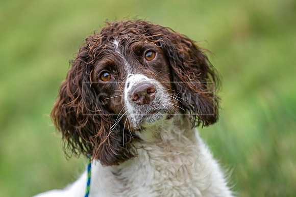 Gundogs-02