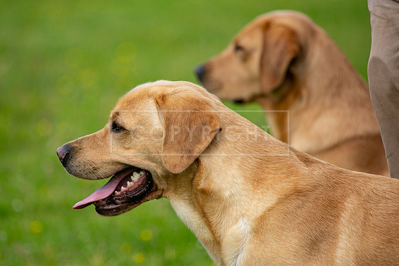 Int Retriever Day 1 -051