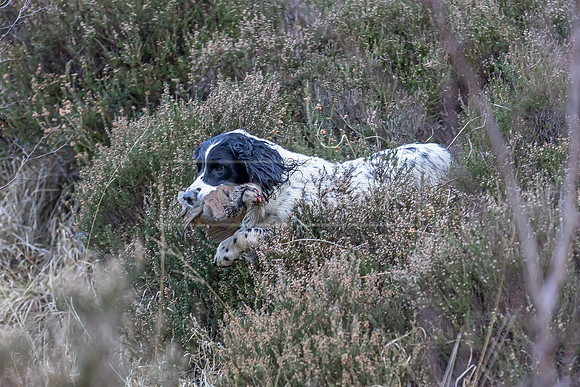 Upperwood 16th Jan 2026-256