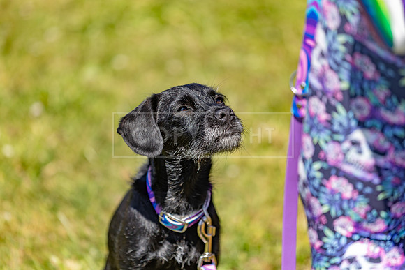 Scruffts heat @ Wadebridge 13th July 2025-23