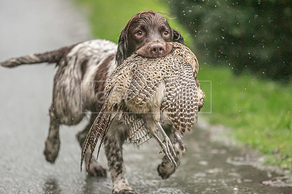 Gundogs-28