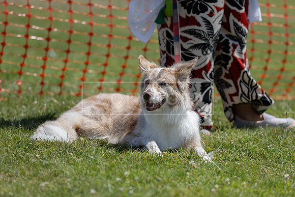 Scruffts heat @ Wadebridge 13th July 2025-71