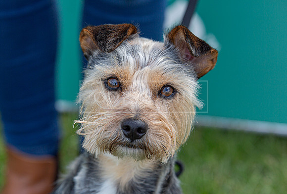 Scruffts @ Newark April 2024-022