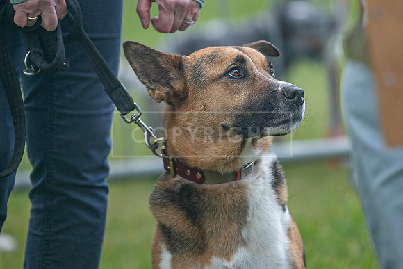 Scruffts heat @ Newbury 12th April 2026-10