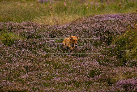 Upperwood 2nd Sept-246
